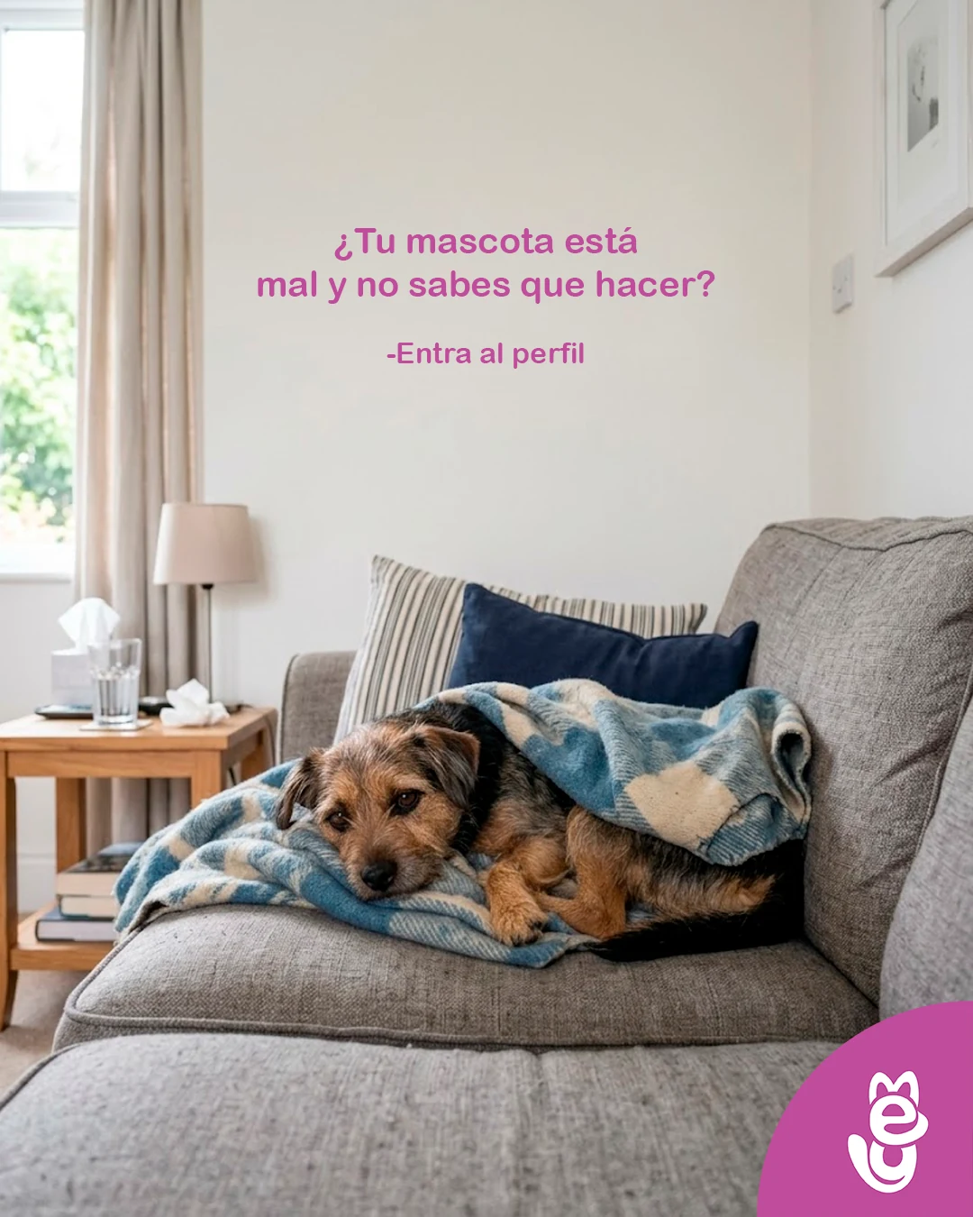 MeyPet: publicación sobre orientación veterinaria